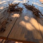 Local de ritual com plantas de ayahuasca no Cerrado do DF, representando caso de morte em cerimônia.