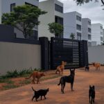 Condomínio residencial em Brasília com animais resgatados em áreas comuns, ilustrando conflitos por lei de proteção animal.