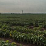 Plantação de soja no DF com horizonte de Brasília, representando prorrogação de incentivos fiscais ao agro e desequilíbrio orçamentário.