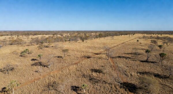 Paisagem do Cerrado com aceiros de prevenção a incêndios no DF