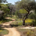 Trilhas na Floresta Nacional de Brasília para ciclismo e yoga