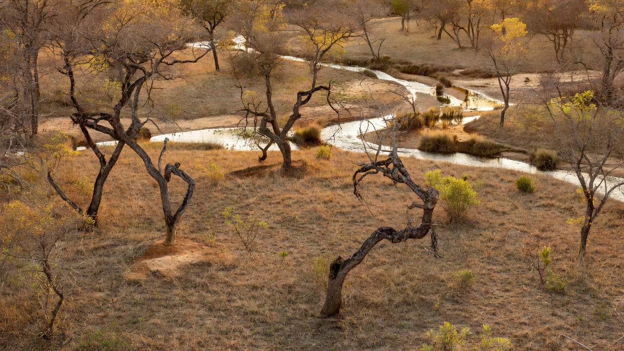 Área de cerrado no Riacho Fundo II onde será criado o Parque Distrital Lobo-Guará
