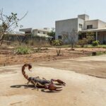 Escorpião em área residencial de Brasília representando caso de picadas
