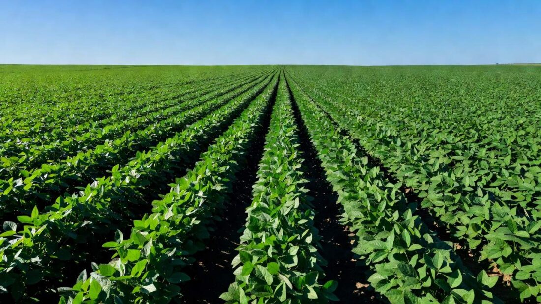 Plantação de soja no Brasil simbolizando segurança alimentar