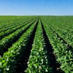 Plantação de soja no Brasil simbolizando segurança alimentar