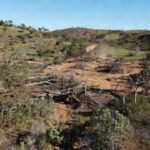 Desmatamento ilegal no Cerrado de São Sebastião com árvores derrubadas