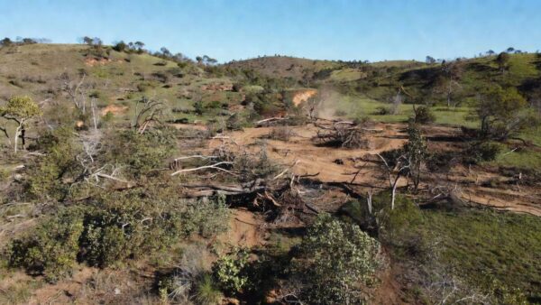 Desmatamento ilegal no Cerrado de São Sebastião com árvores derrubadas