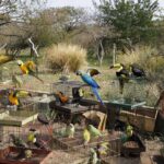 Gaiolas com aves silvestres apreendidas pela Polícia Ambiental no Gama