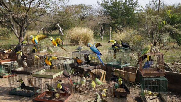Gaiolas com aves silvestres apreendidas pela Polícia Ambiental no Gama