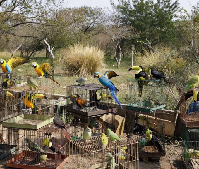 Gaiolas com aves silvestres apreendidas pela Polícia Ambiental no Gama