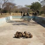 PM Ambiental resgata filhotes de capivara em piscina vazia no Lago Norte