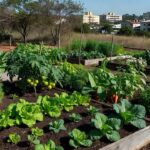 Horta comunitária no Guará com plantações de vegetais gerando alimento e renda para famílias