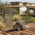 Porco-espinho resgatado de telhado de escola no Gama, Brasília, devolvido à natureza