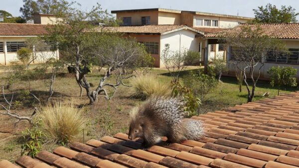 Porco-espinho resgatado de telhado de escola no Gama, Brasília, devolvido à natureza