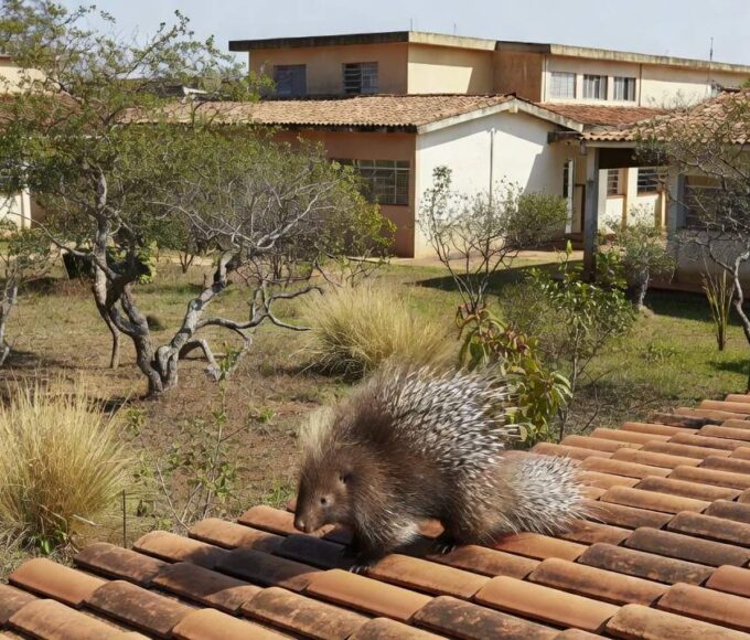Porco-espinho resgatado de telhado de escola no Gama, Brasília, devolvido à natureza