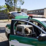 PMDF resgata sagui ferido no Núcleo Bandeirante para tratamento veterinário