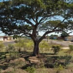 Árvore em área residencial do Recanto das Emas, Brasília, local de prisão após agressão