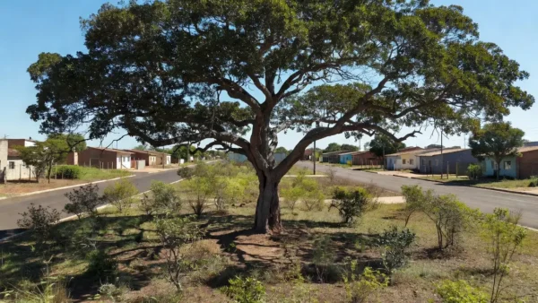 Árvore em área residencial do Recanto das Emas, Brasília, local de prisão após agressão