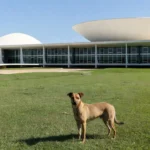 Fachada do Senado Federal em Brasília com cão próximo