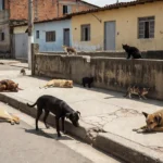 Cães e gatos de rua em calçada urbana brasileira, tema de proteção animal